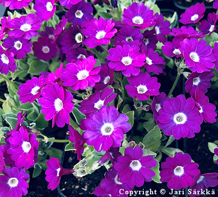 Primula 'Ole's Special', esikko